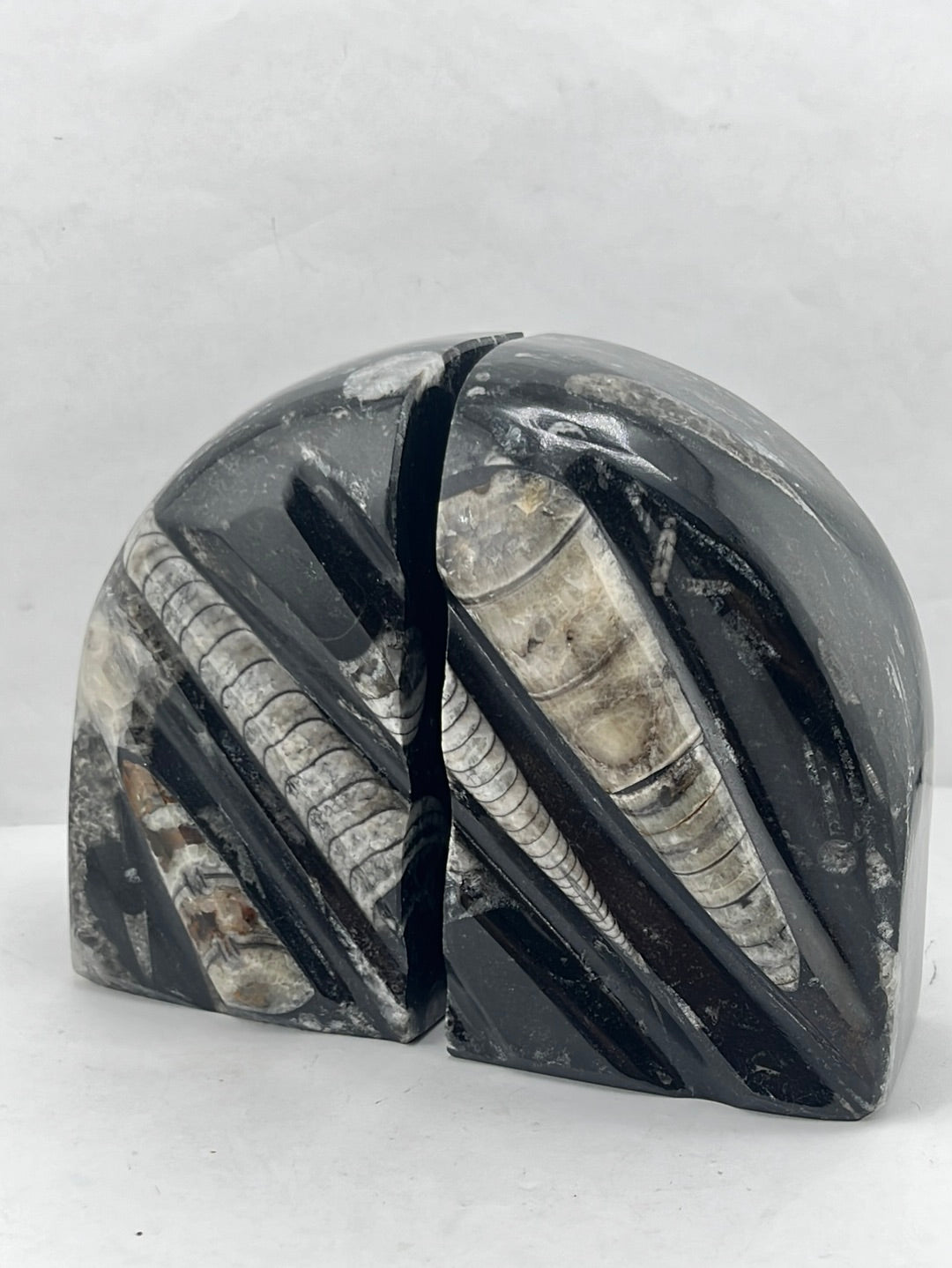 Arched Orthoceras Book End Sets 4.75"