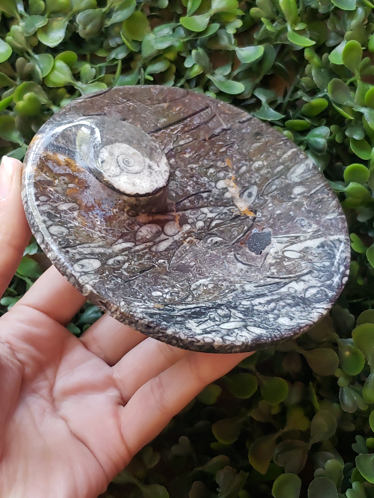 Orthoceras Fossil Bowls 4"