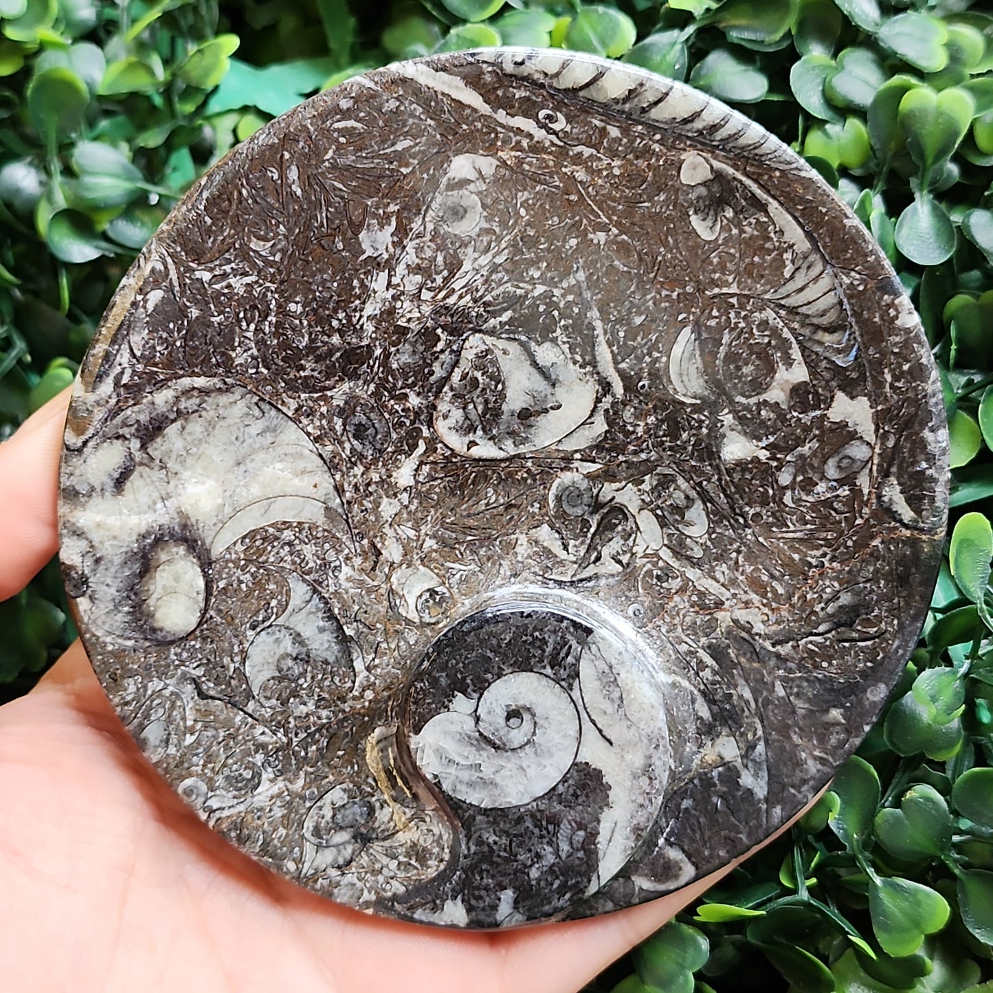 Round Orthoceras Fossil Dishes 4.25"