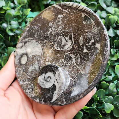 Round Orthoceras Fossil Dishes 4.25"