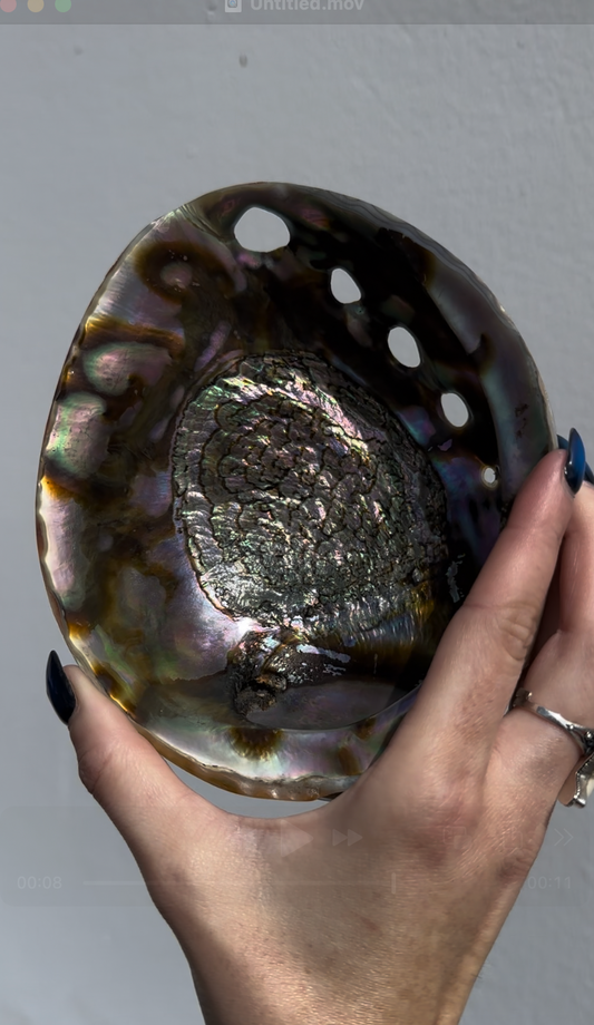 Abalone shells available at wholesale and retail prices, only at our crystal shop in San Diego!