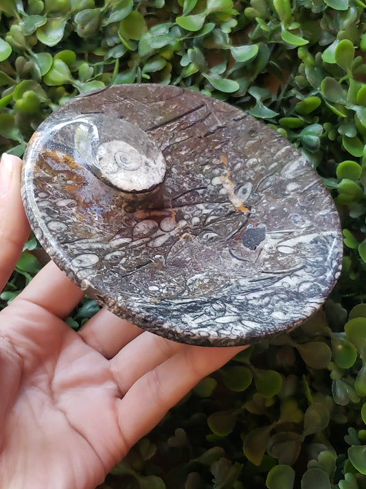 Orthoceras Fossil Bowls 4"