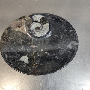 Orthoceras Fossil Bowl
