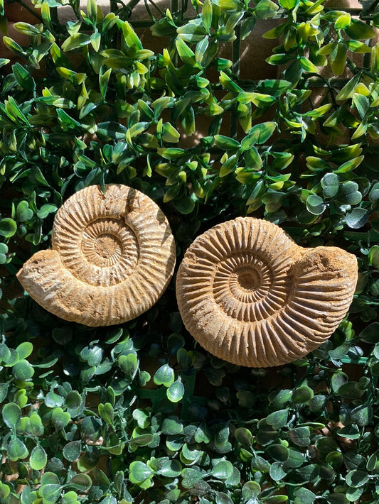 Ammonite Fossils